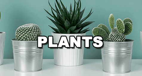 Plants