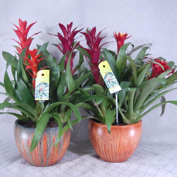 Bromeliad Plant #2928