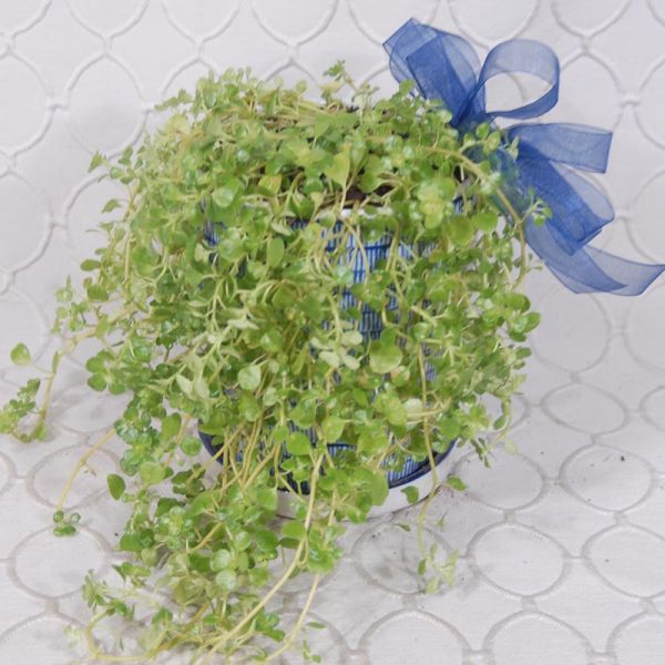 Baby Tears Plant #3562