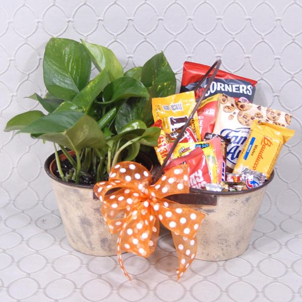 Plant Candy Combo #3535