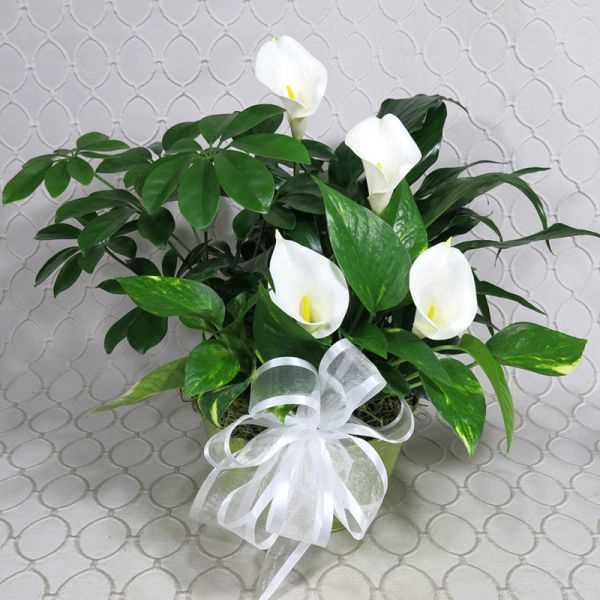 Dish Garden w/Calla Lilies #RF2998