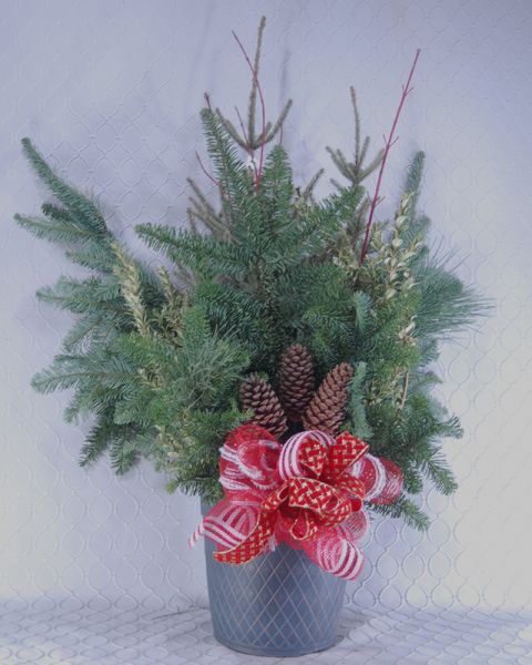 Spruce Top Pot #2884