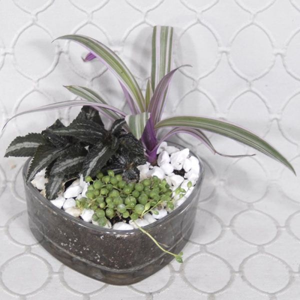 Terrarium #1844