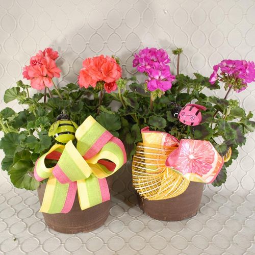 Geranium Plant 2699