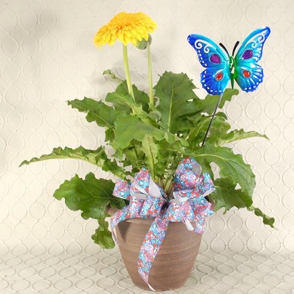 Gerbera Daisy Planter 