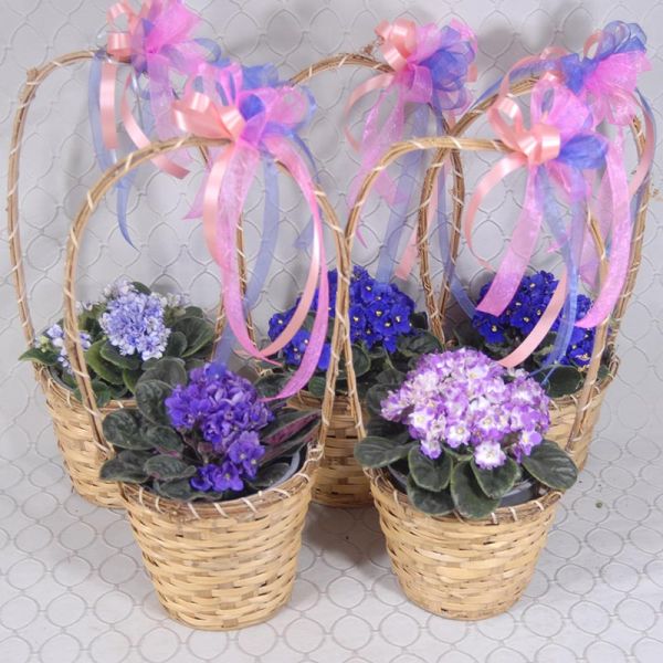 African Violet Basket #3564