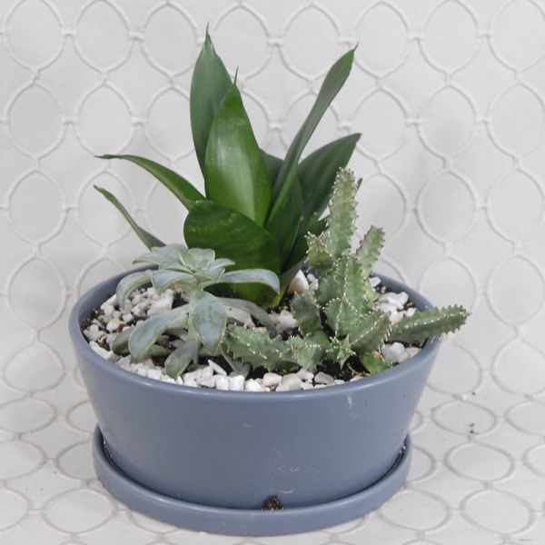 Succulent Garden #835