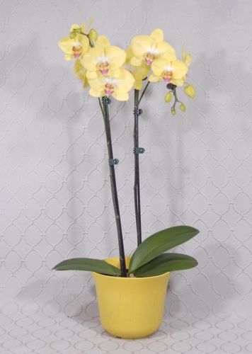 Orchid Plant 1637