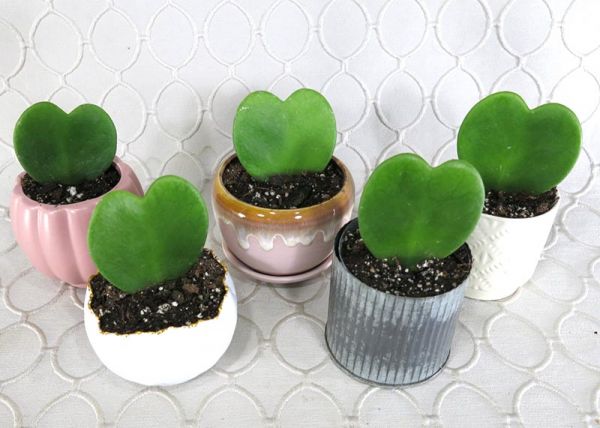 Hoya Heart Plant #2849