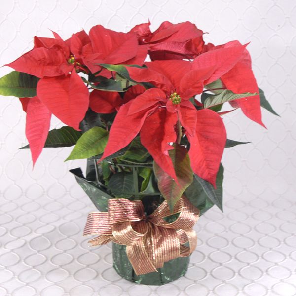 Red Poinsettia #2141