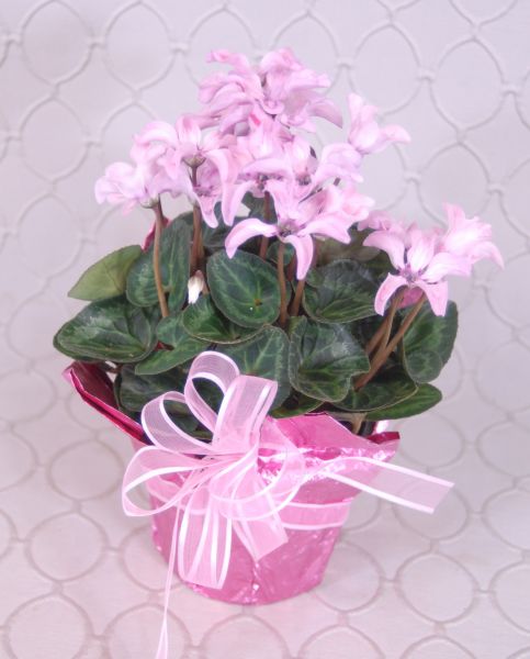 Illusia Pink Cyclamen #RF2931