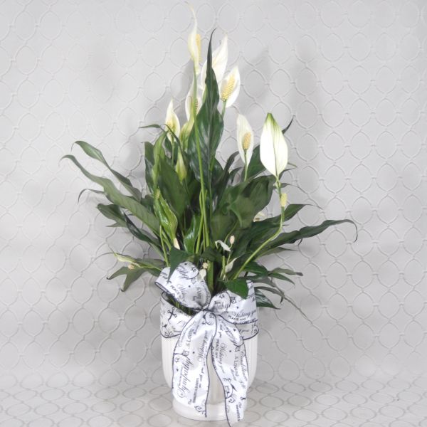 Comfort Planter #3602