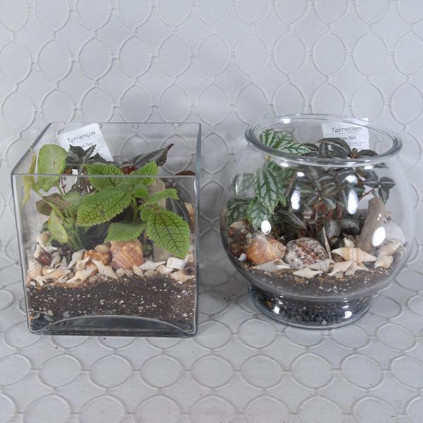 Terrarium #1793