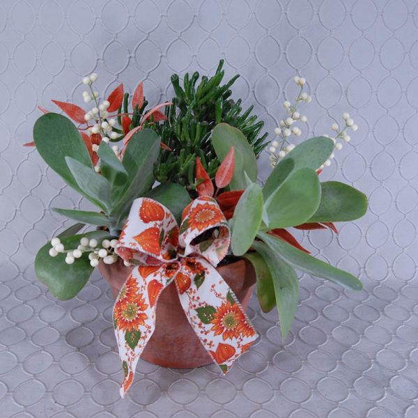 Succulent Garden #1409
