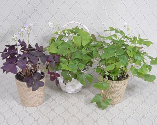 Shamrock Plant #2990