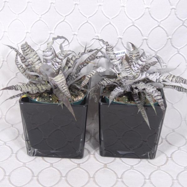 Earth Star Cryptanthus Succulent  #3543