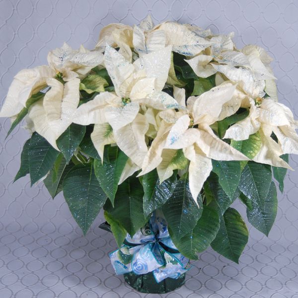 White Poinsettia #2924 (Glittered)