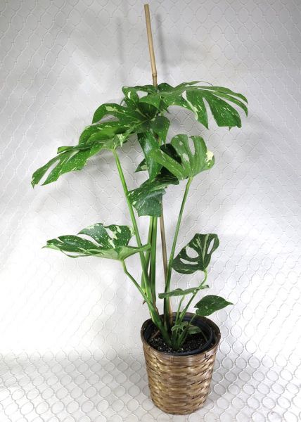 Monstera Thai Constellation Plant  #2844