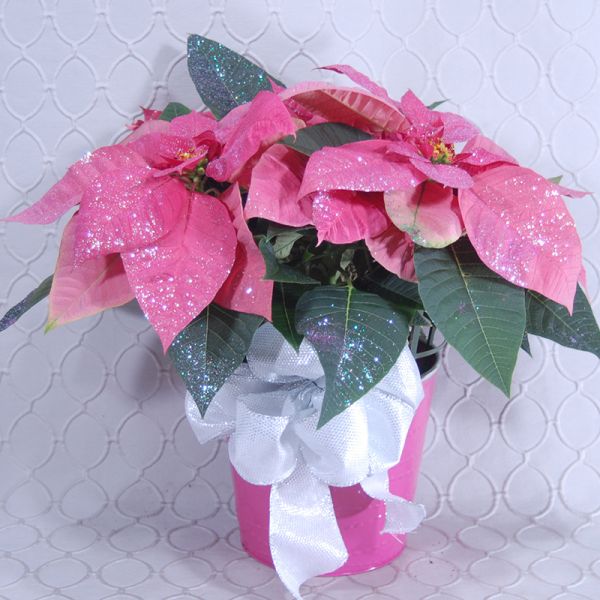 Pink Poinsettia Glittered #2883