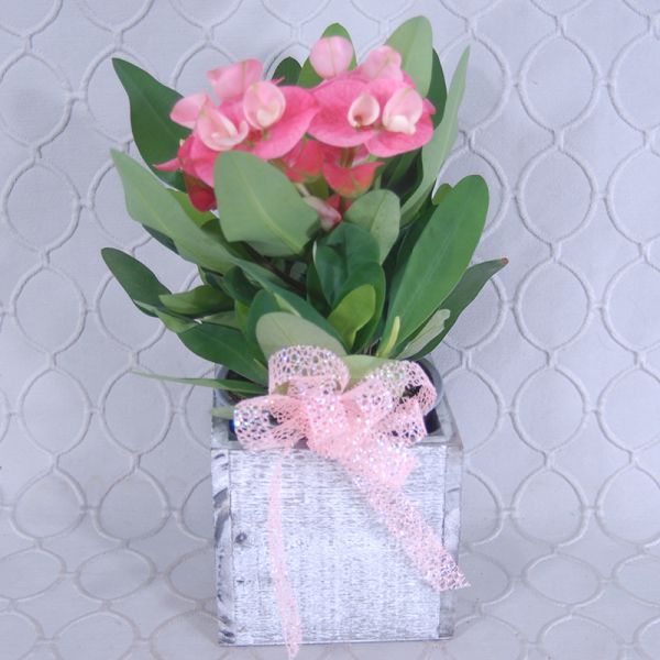 Crown Of thorns Plant in a box #2894