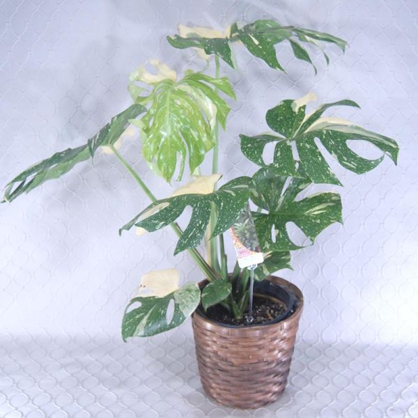 Monstera Thai Constellation Plant  #2844