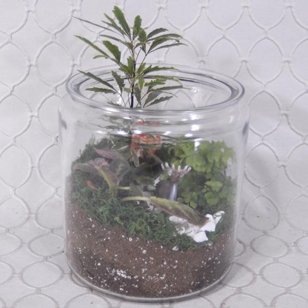 Terrarium #1837