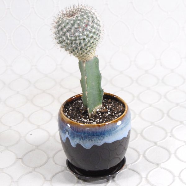 Cactus Garden #946