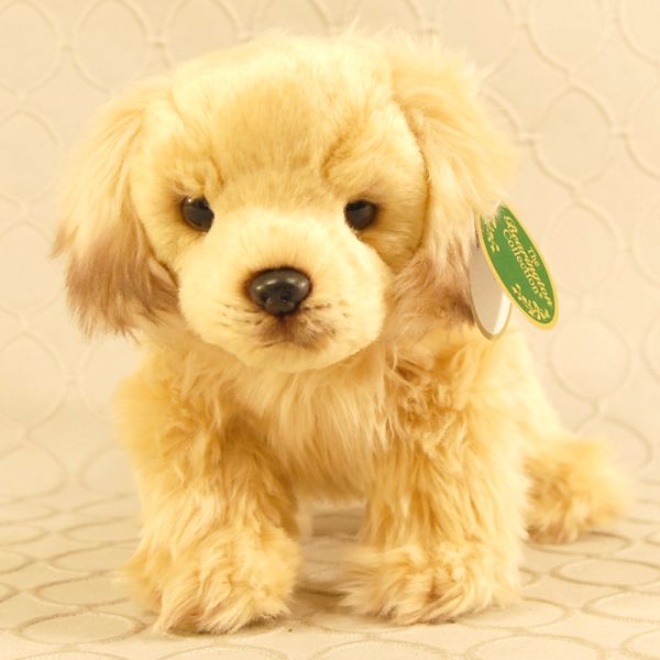 Goldie Pup#155