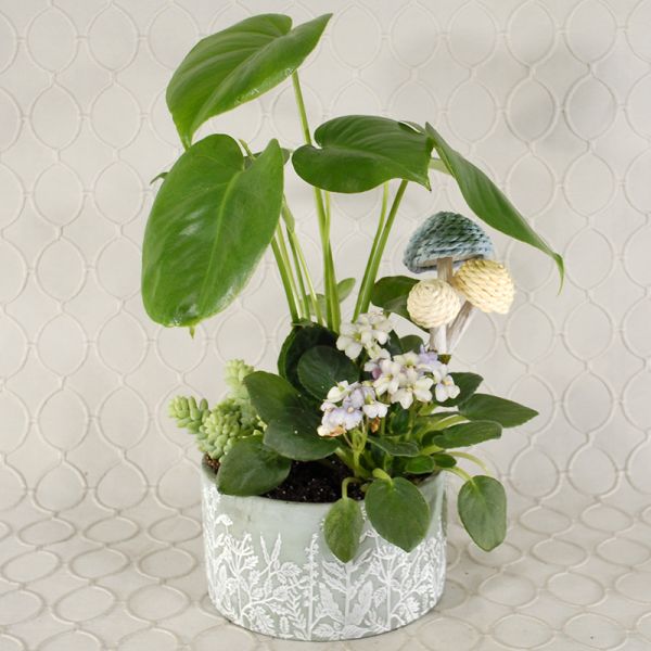 Dish Garden #2644