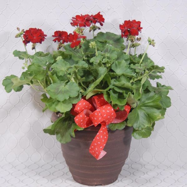 Geranium Plant #3556