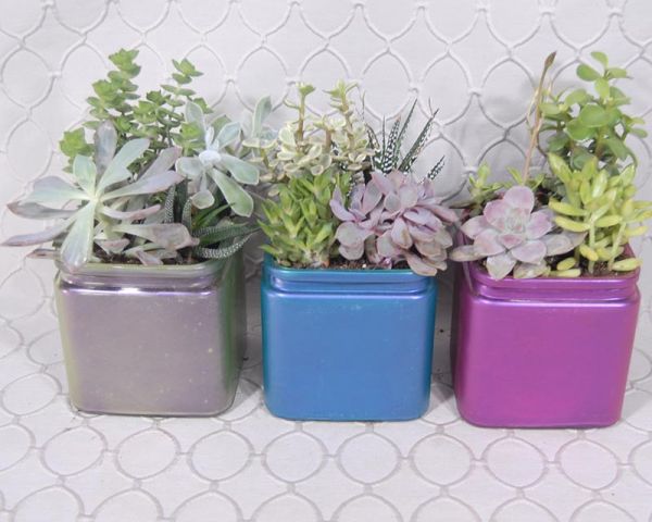 Succulent Garden #3544