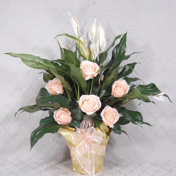 Peace lily Tribute #2934
