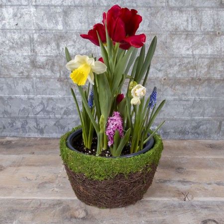 Bulb Garden in Moss Basket