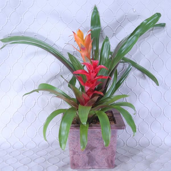 Bromeliad Plant #1458