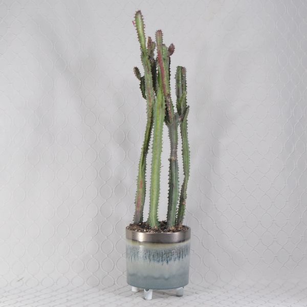 Candelabra Cactus 