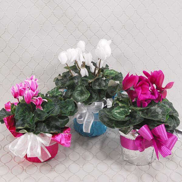 Cyclamen Plant 