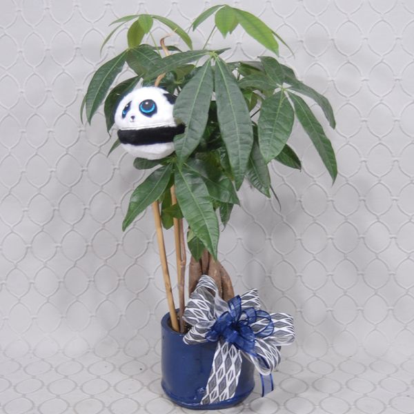 Panda Money Tree Planter #3631