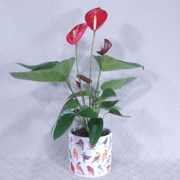 Anthurium Plant  #2854