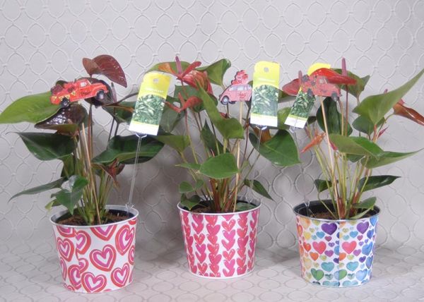 Bromeliad Plant #2981