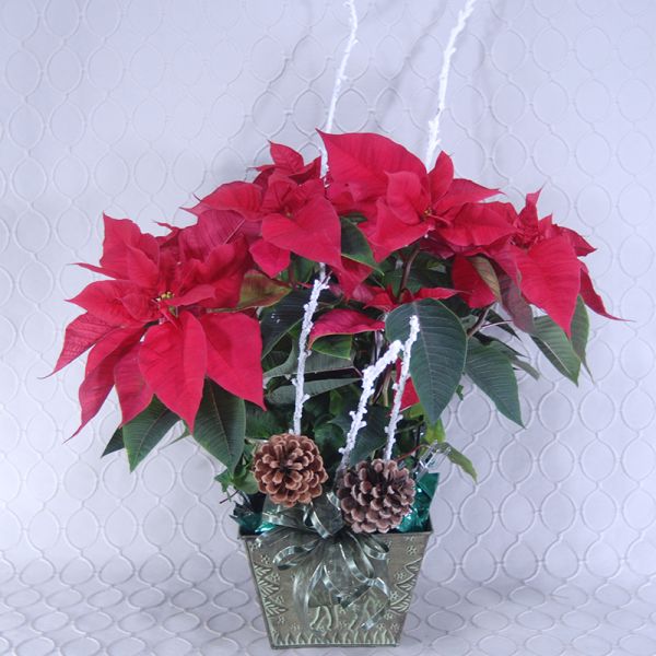 Poinsettia Red #2904  