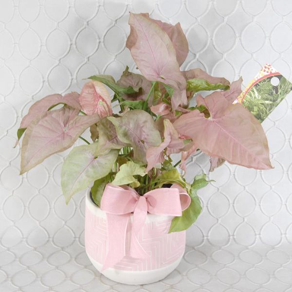 Planter #2782