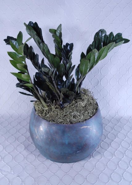 Black ZZ Plant #RF2837