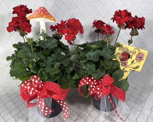 Red Geranium #3577