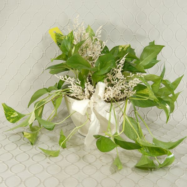 Pothos Planter #1111