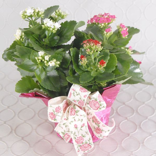 Kalanchoe Plant  #1970