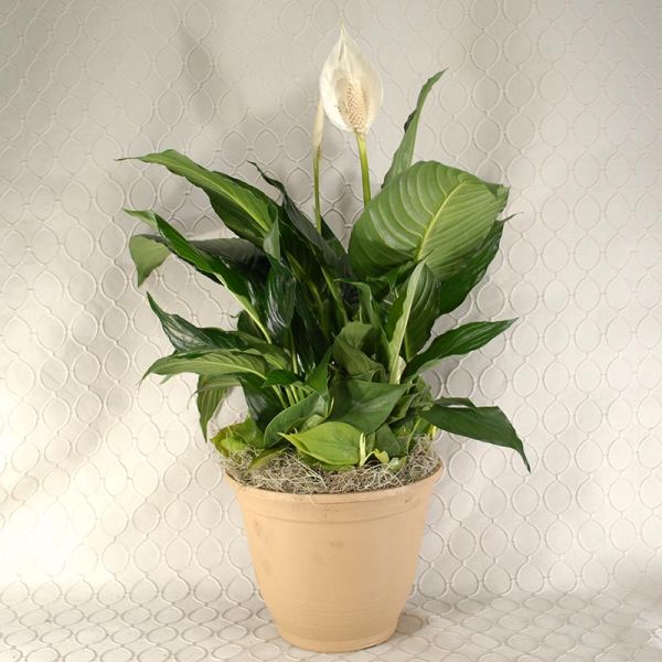 Peace Lily Pot #2698