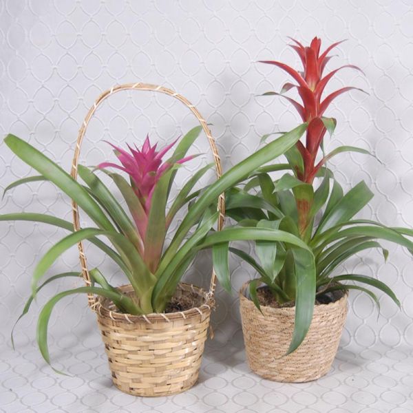 Bromeliad Plant #2989