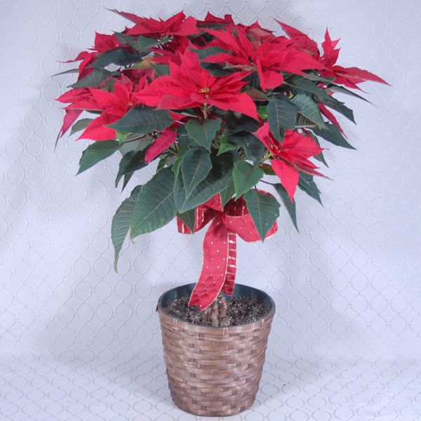 Poinsettia Tree Red #2922