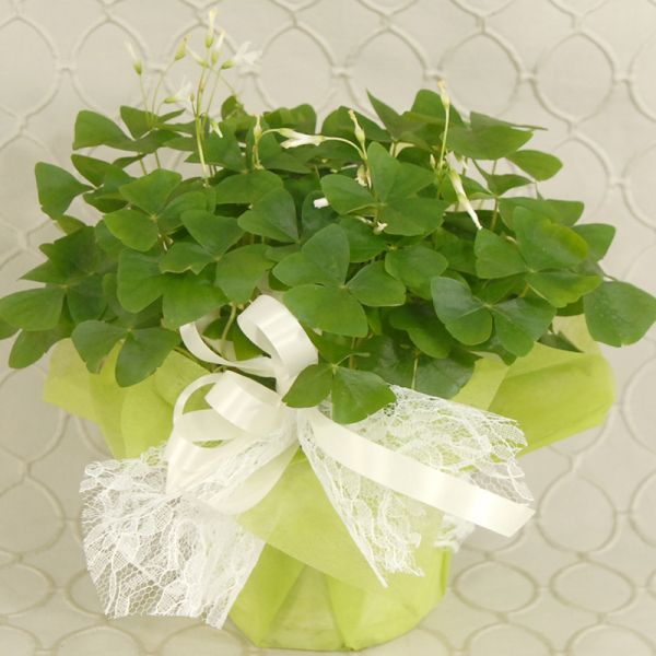 Shamrock Plant