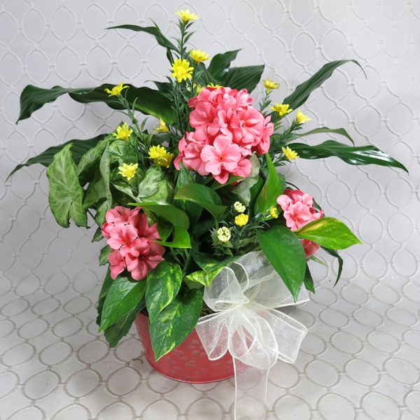 Spring Dish Garden #RF3500